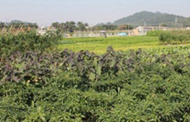 菜地難種、施肥低效、薊馬高發(fā)，咋辦？這里有高招！