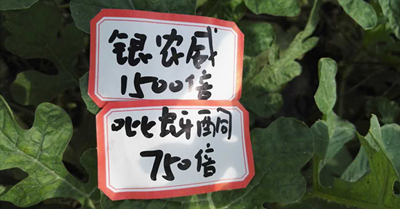 【探索】是什么讓黃蚜如此落??？