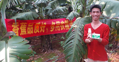 差距這么大， 是真的嗎？ 銀農(nóng)故事匯—香蕉篇