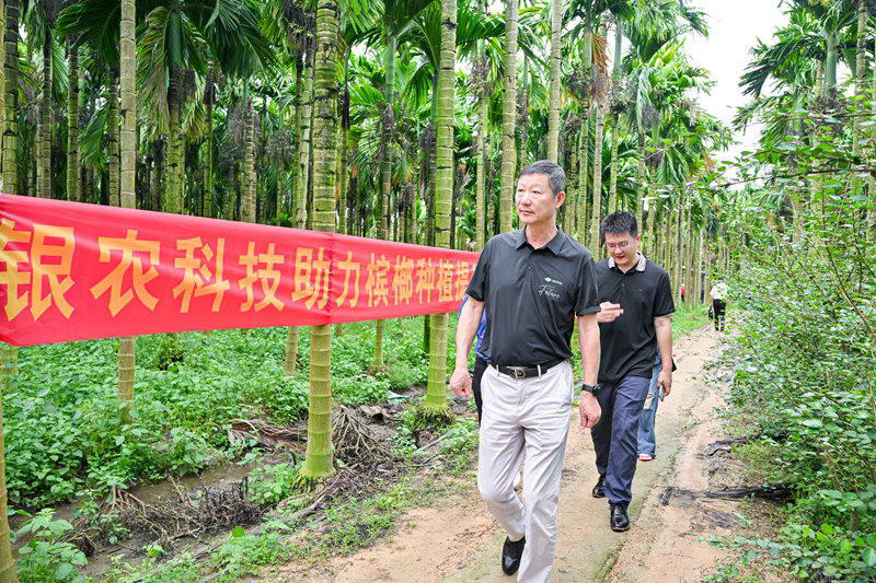 不斷創(chuàng)新納米農藥，“銀農三寶”助力檳榔提質增收